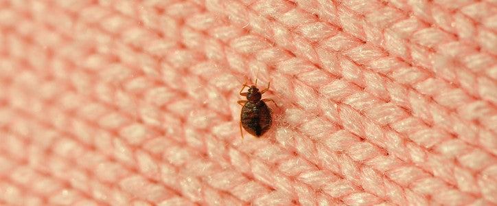 Punaises : les différentes espèces que vous pouvez croiser