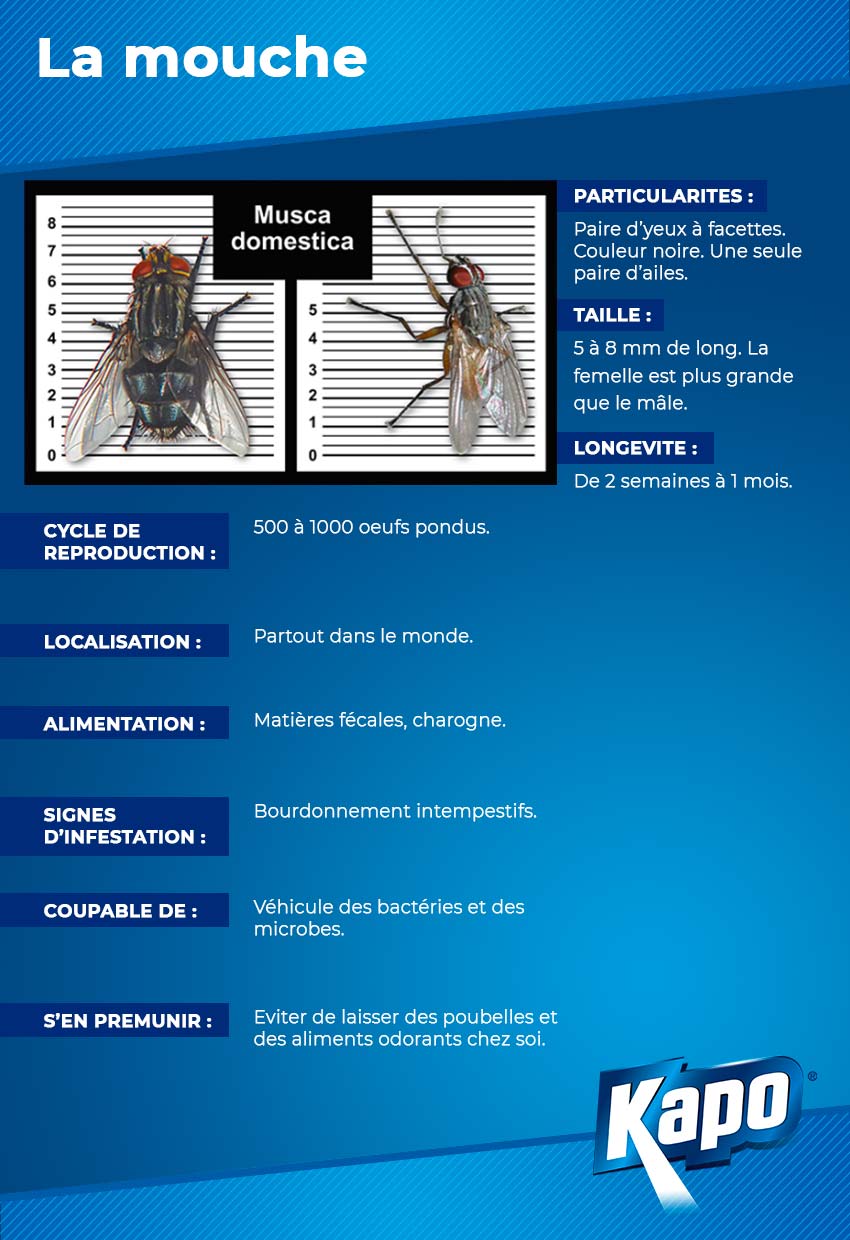 Fiche d'identité : la mouche, qui est-elle ?