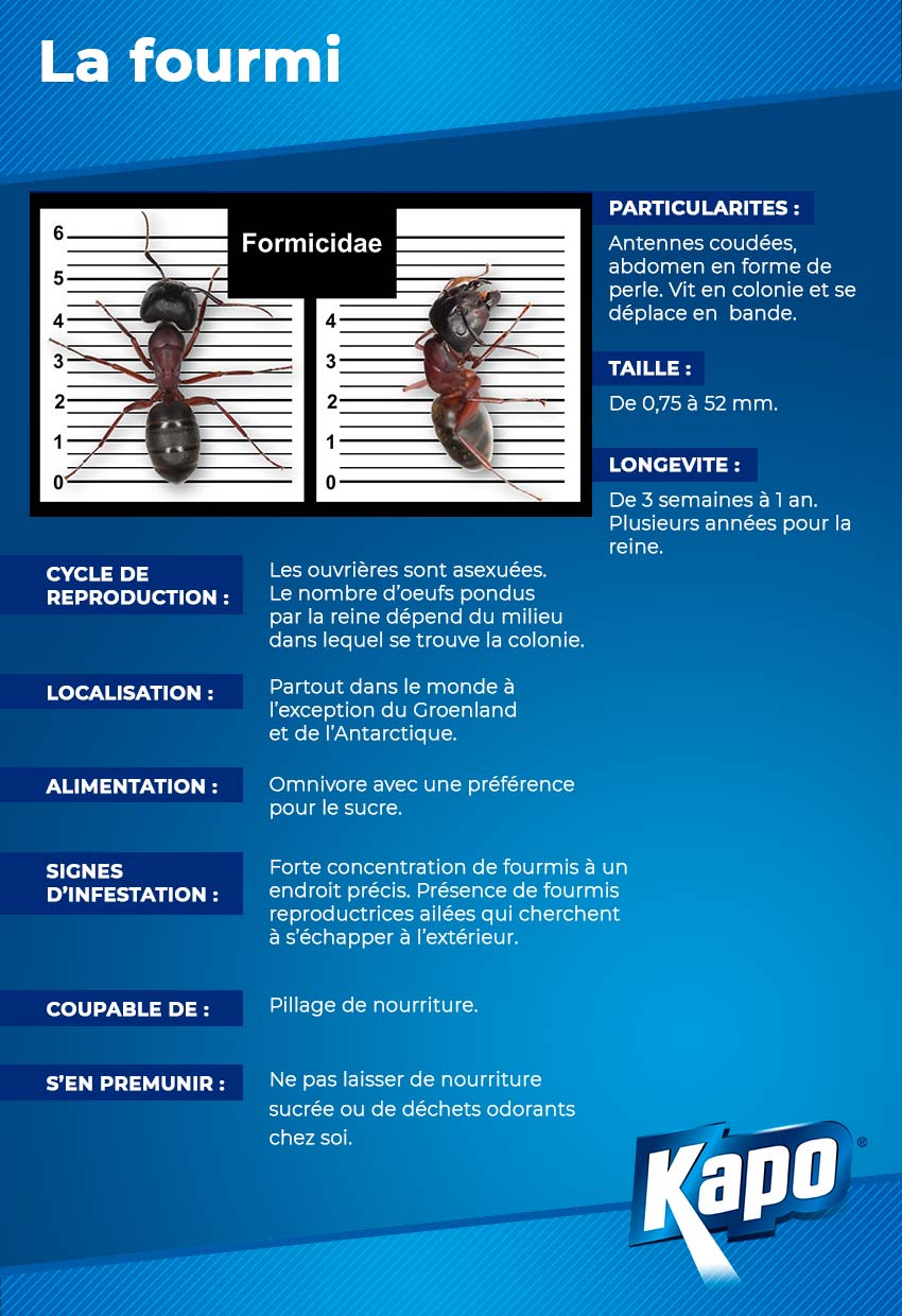 Fiche d'identité : la fourmi, qui est-elle ?
